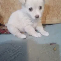 توله سگ دو ماهه