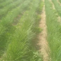 نهال پیاز|گل و گیاه طبیعی|جیرفت, |دیوار