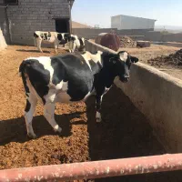 اجاره گاوداری