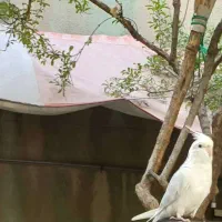 عروس هلندی گمشده