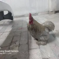 خروس پاکوتاه جاپینز