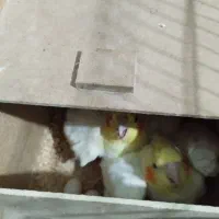 عروس هلندی