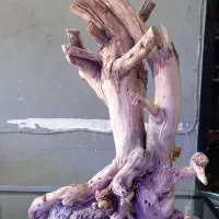 دکور آکواریوم سنگ و چوب طبیعی|ماهی|کرمان, |دیوار