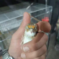 سهره قناری ماده چونه سفید ابلق