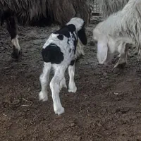 بره شیری|حیوانات مزرعه|رستم, |دیوار