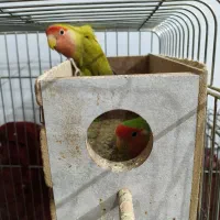 جفت کوتوله|پرنده|اصفهان, خوراسگان|دیوار