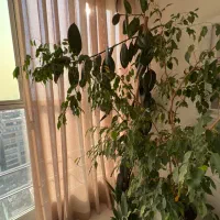 گیاه آپارتمانی