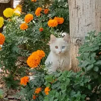 گربه|گربه|فولادشهر, فولادشهر|دیوار