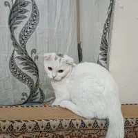 گربه اسکاتیش برتیش|گربه|تبریز, |دیوار