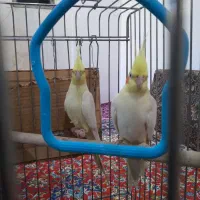 عروس هلندی لوتینو|پرنده|دره شهر, |دیوار