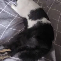 خرگوش خانگی