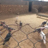 16عدد‌بقلمون‌محلی|حیوانات مزرعه|نوبندگان, |دیوار