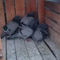 کفتر  برا کبوتر