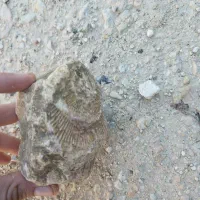 فسیل|کلکسیون اشیاء عتیقه|رستمکلا, |دیوار