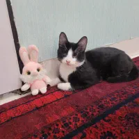 واگذاری گربه رایگان