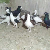 کفتر بهبهانی و شهری
