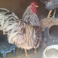 خروس ویاندوت/گلین/شاخدار