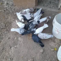 کبوتر سرور و زاغ