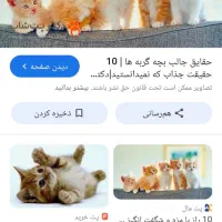 بچه گربه های دستی