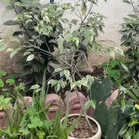 فروش گل و نهال میوه|گل و گیاه طبیعی|رشت, چله خانه|دیوار