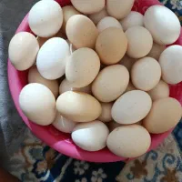 تخم‌مرغ محلی