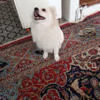 سگ سفید نر|سگ|ورامین, ورامین|دیوار