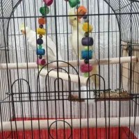 سلام دوعدد عروس هلندی وحشی و سر حال