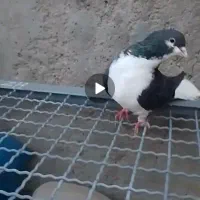 چهار تا کفتر|پرنده|تایباد, |دیوار