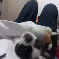 توله سگ|سگ|مشکین‌دشت, |دیوار