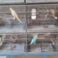 فروش فوری پرنده عروس هلندی گرنچیک فنچ