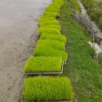 تم بجار هاشمی درجه یک تنیان60تا غالب تنیان