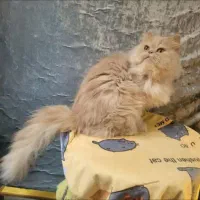 فروش گربه پرشین
