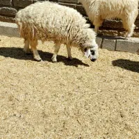 فروش یک راس قوچ