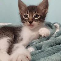 واگذاری گربهDSH|گربه|بابل, |دیوار