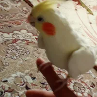 عروس هلندی|پرنده|نجف‌آباد, یزدانشهر|دیوار