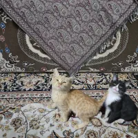 واگذاری بچه گربه