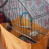 عروس هلندی نر و ماده تخم گذار|پرنده|قزوین, |دیوار