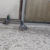 کبوتر پلاکی