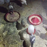 جوجه خروس و مرغ