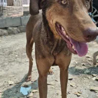 سگ دوبرمن ماده|سگ|اهواز, پادادشهر|دیوار