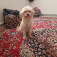 واگذاری شیتزوپودل