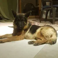 واگزاری سگ ژرمن شیپرد