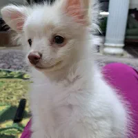 فروش توله سگ پامر