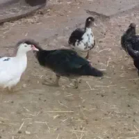 اردک چهار عدد ماده یه نر