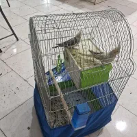 عروس هلندی باقفس حرفه ای