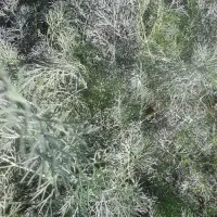 اسفناج شوید سبزی