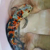 انواع کوی و گوپی آنجل و...|ماهی|مشهد, شهرک مهرگان|دیوار