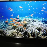 تلویزیون شیامی هوشمند و 4k|تلویزیون و پروژکتور|رشت, رودباری|دیوار