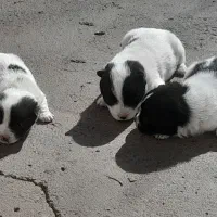 بوبی واگذاری