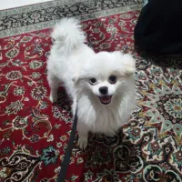 پامرین 8 ماهه پسر   ق.     ( سیزده ) ت